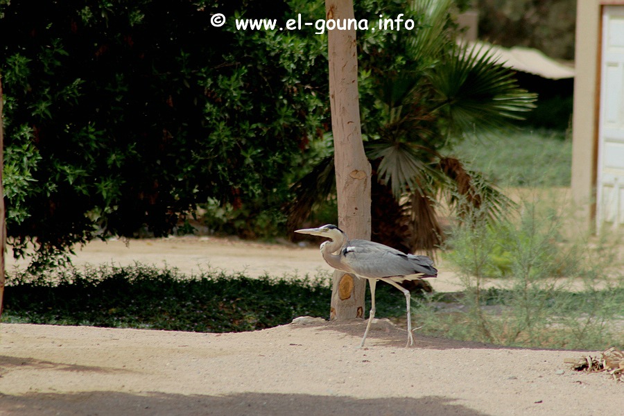 El Gouna Fishfarm 3639